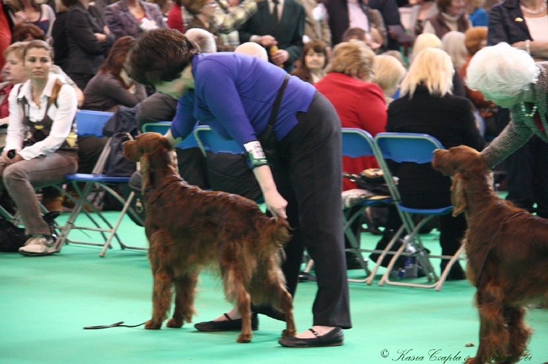 Crufts2011 787.jpg